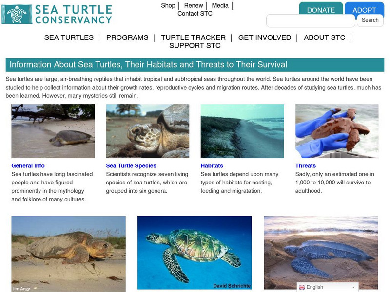 Sea Turtle Conservancy: Sea Turtles, Habitats and Threats to Their Survival Website