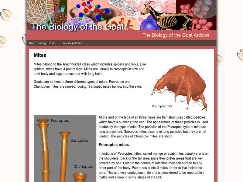 Biology of the Goat: External Parasites Mites Website Biology of the Goat: External Parasites Mites Website