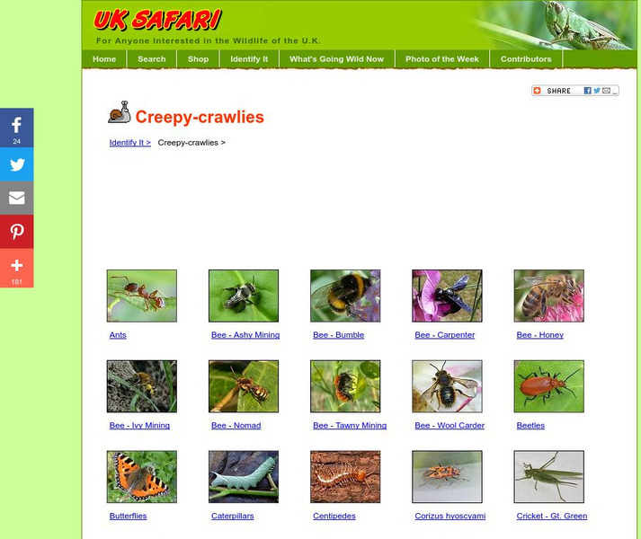 Uk Safari: Creepy Crawlies Graphic