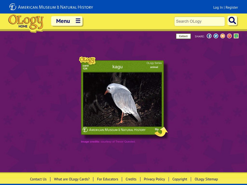 American Museum of Natural History: Kagu O Logy Card Interactive American Museum of Natural History: Kagu O Logy Card Interactive