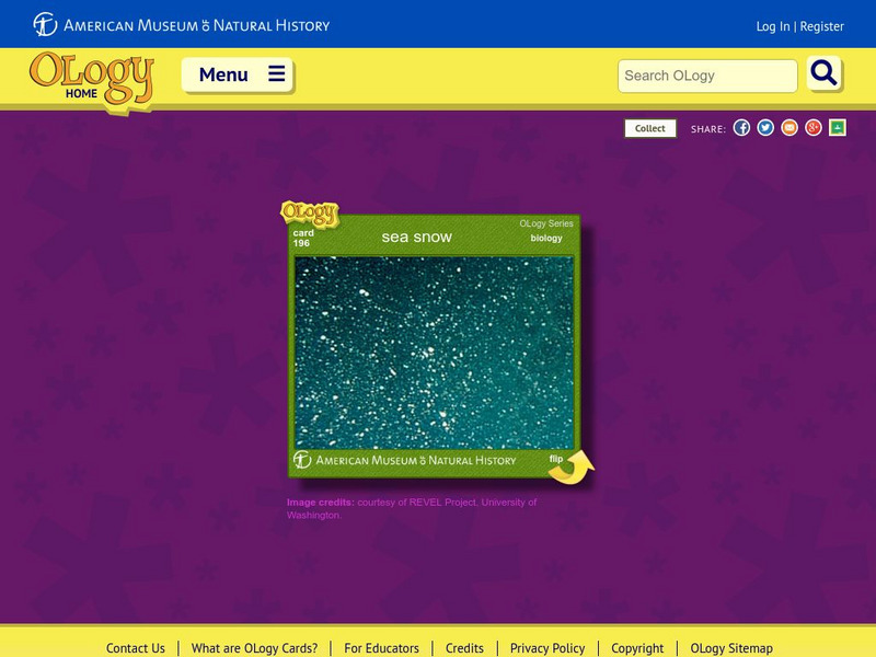 American Museum of Natural History: Sea Snow O Logy Card Interactive American Museum of Natural History: Sea Snow O Logy Card Interactive