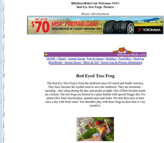 Billy Bear4 Kids: Red Eyed Tree Frog Graphic Billy Bear4 Kids: Red Eyed Tree Frog Graphic