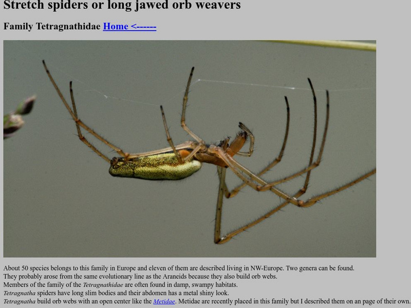The Tetragnathidae Family Website The Tetragnathidae Family Website