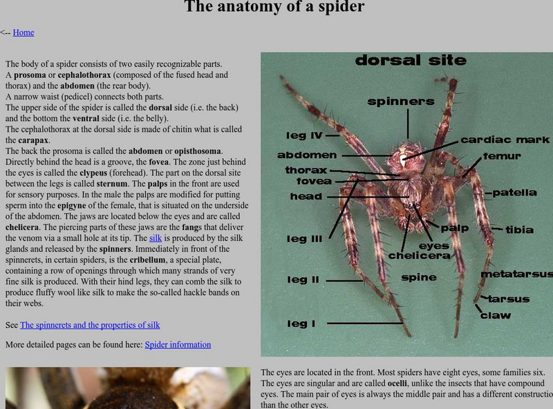 The Anatomy of a Spider Unit Plan