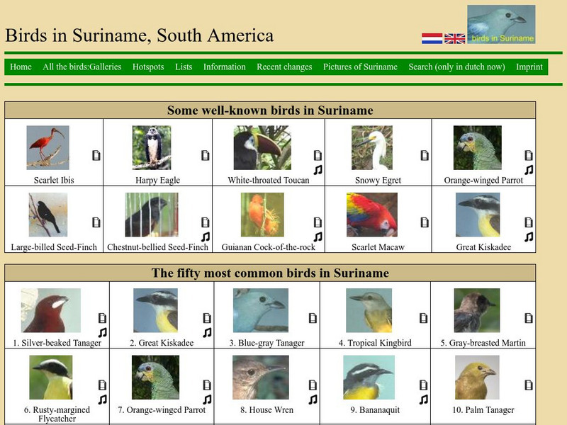 Fatbirder Birding Webring: Birds in Suriname Graphic Fatbirder Birding Webring: Birds in Suriname Graphic