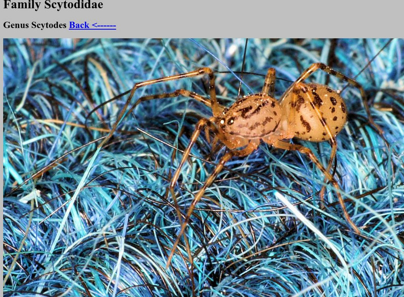 Family Scytodidae Handout Family Scytodidae Handout