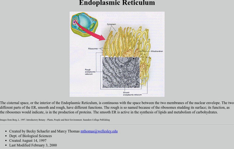 Endoplasmic Reticulum Graphic