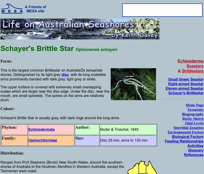 Schayer's Brittle Star Handout