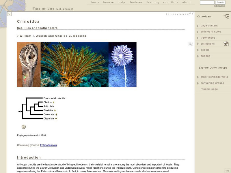 The Tree of Life Web Project: Crinoidea Handout The Tree of Life Web Project: Crinoidea Handout