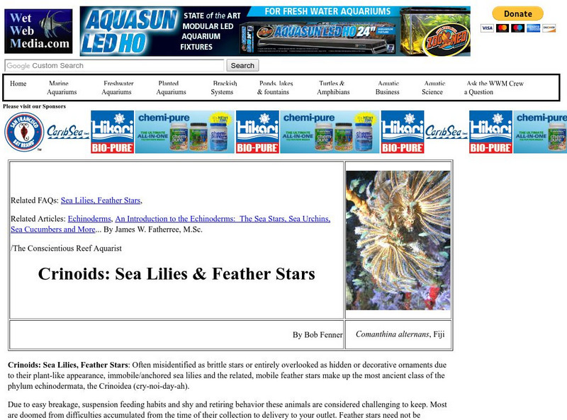 Wet Web Media: Crinoids Graphic Wet Web Media: Crinoids Graphic