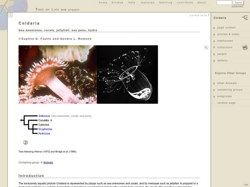 Tree of Life: Cnidaria (Coelenterata) Handout Tree of Life: Cnidaria (Coelenterata) Handout