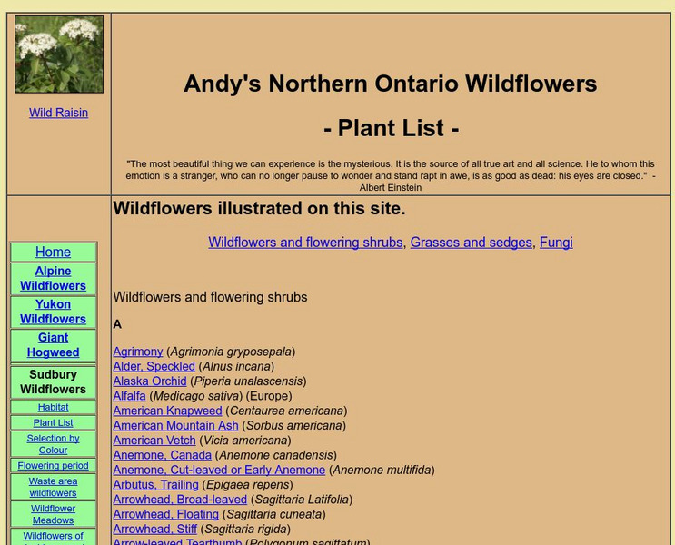 Andy's Northern Ontario Wildflowers Handout Andy's Northern Ontario Wildflowers Handout