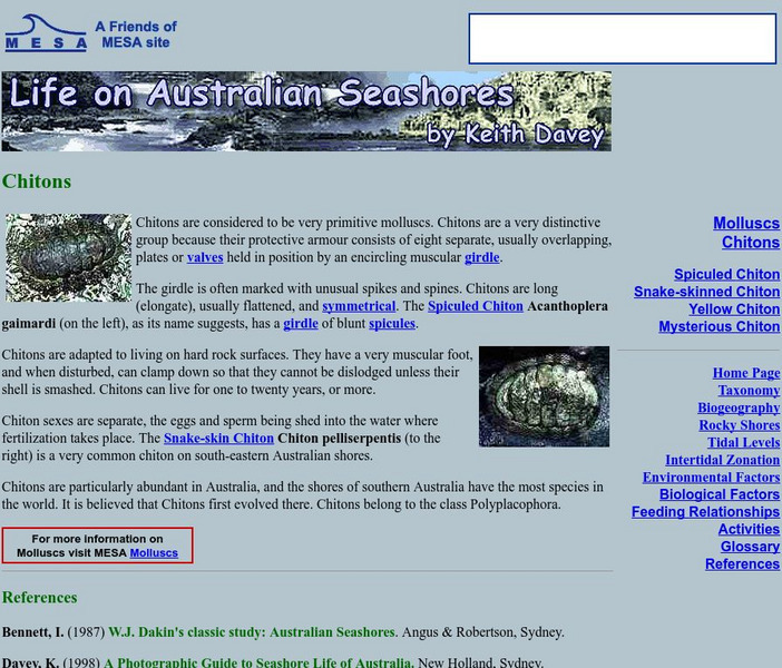 Life on Australian Seashores: Chitons Handout
