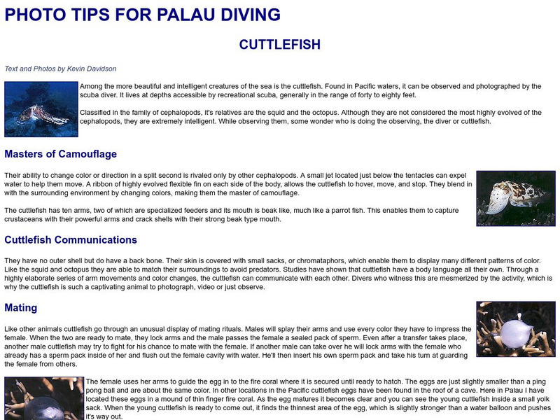 Underwater Photo Tips: Cuttlefish Handout Underwater Photo Tips: Cuttlefish Handout