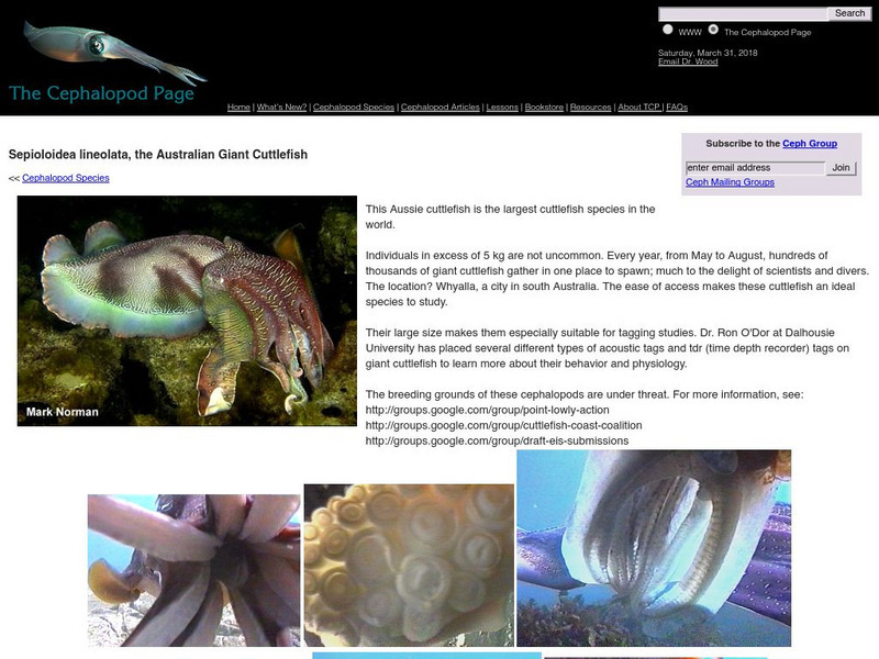 Dalhousie University: Australian Giant Cuttlefish Handout