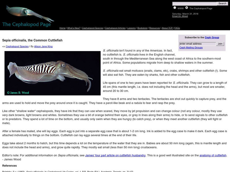 Dalhousie University: The Common Cuttlefish Handout