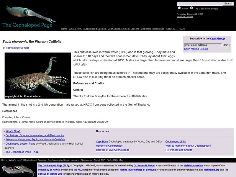 Dalhousie University: The Pharaoh Cuttlefish Handout