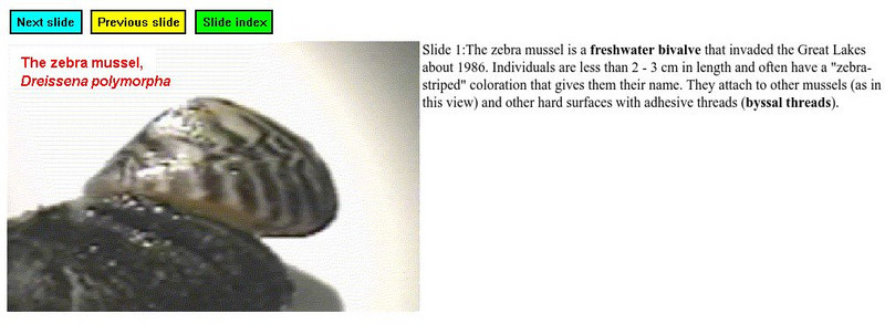 Zebra Mussel Page: Zebra Mussel Slide Show Graphic Zebra Mussel Page: Zebra Mussel Slide Show Graphic