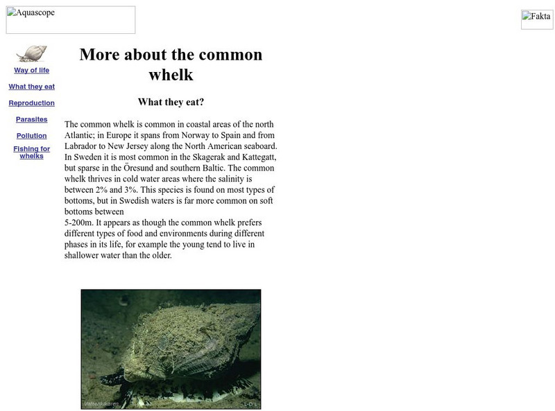 More About the Common Whelk Handout More About the Common Whelk Handout