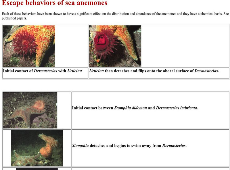 Univ. Of Pudget Sound: Escape Behaviors of Sea Anemones Graphic