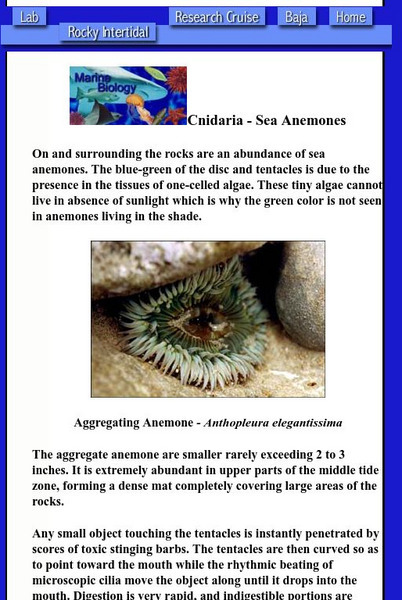 Cnidaria Sea Anemones Handout
