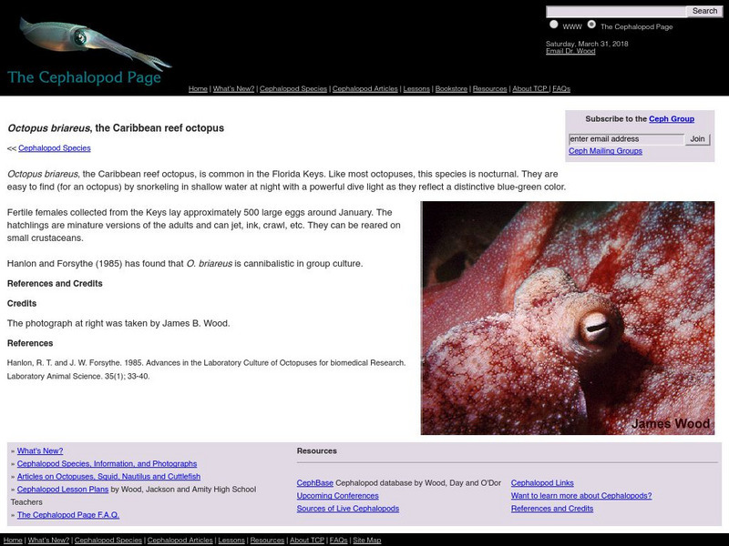 Octopus Briareus Handout