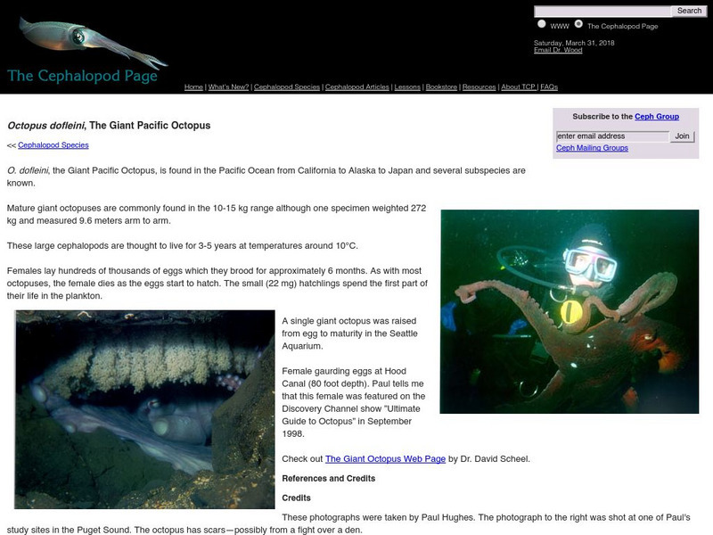 Dalhousie University: Octopus Dofleini Handout