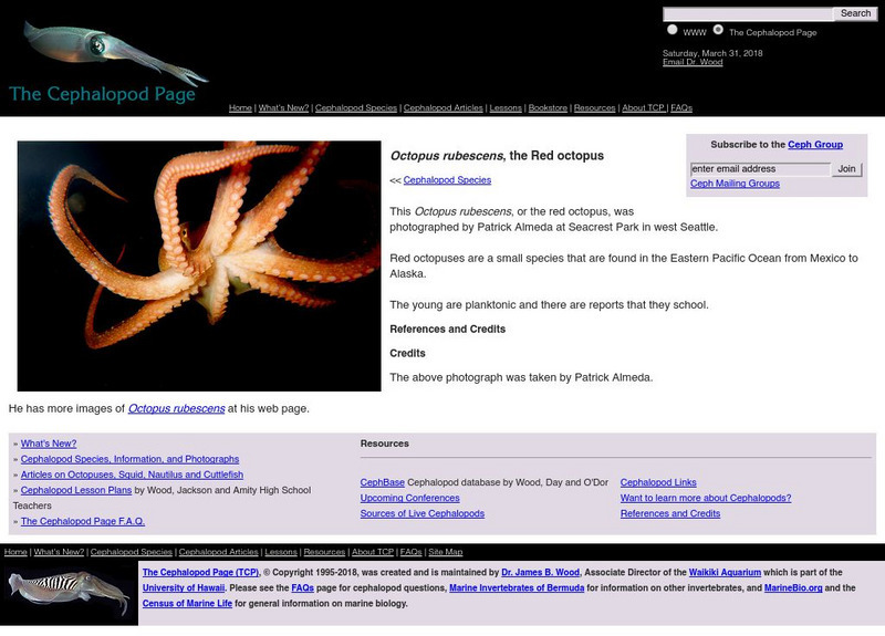 Octopus Rubescens Handout