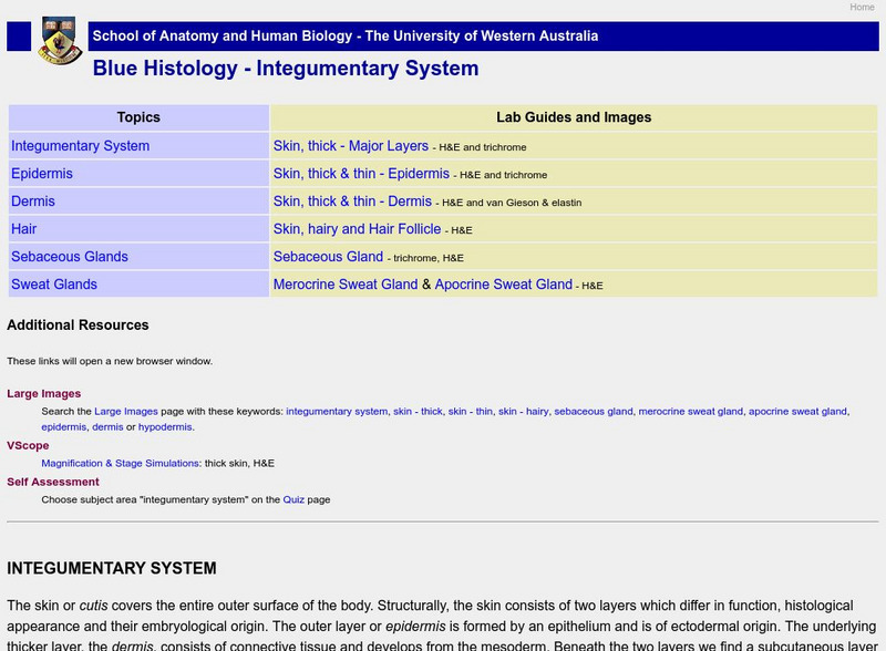 University of Western Australia: Blue Histology Activity University of Western Australia: Blue Histology Activity