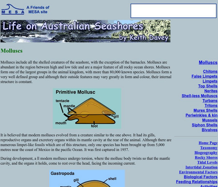 Life on Australian Seashores: Molluscs Handout