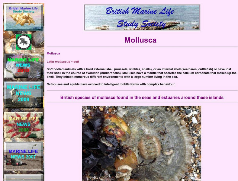 Mollusca Graphic