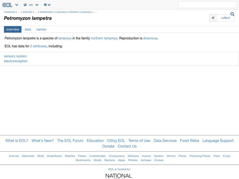 Encyclopedia of Life: Sea Lamprey Handout Encyclopedia of Life: Sea Lamprey Handout