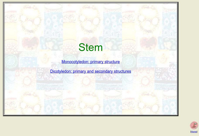 Atlas of Vegetable Anatomy: Stem Structure Graphic