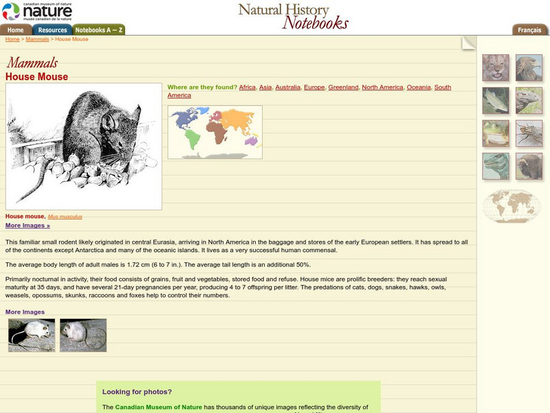 Canadian Museum of Nature: House Mouse Handout