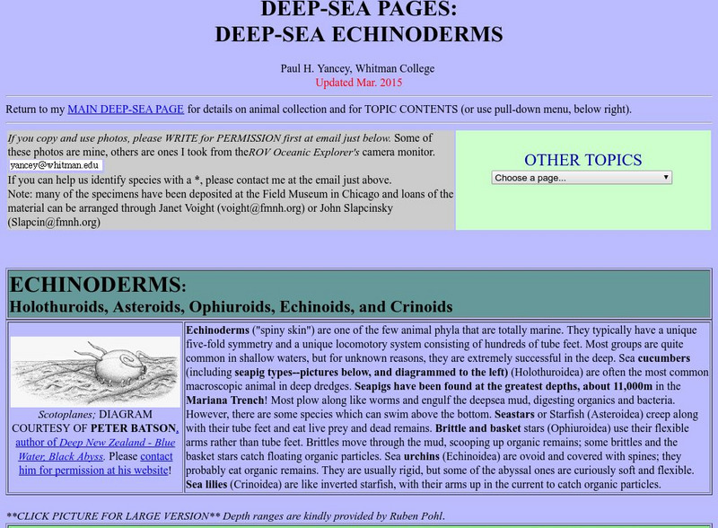 Whitman College: Bathyal and Abyssal Echinoderms Graphic