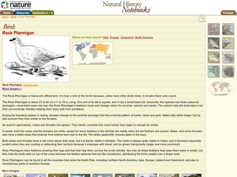 Canadian Museum of Nature: Rock Ptarmigan Handout Canadian Museum of Nature: Rock Ptarmigan Handout