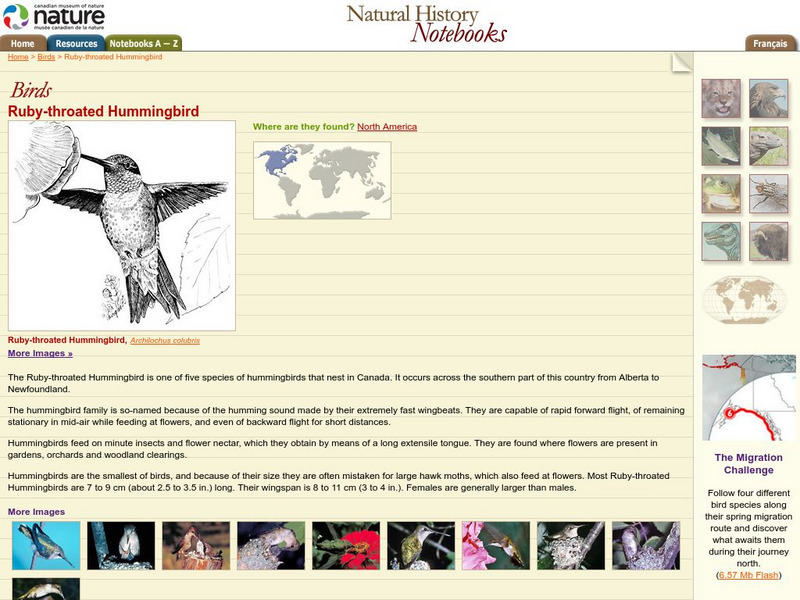 Canadian Museum of Nature: Ruby Throated Hummingbird Handout Canadian Museum of Nature: Ruby Throated Hummingbird Handout