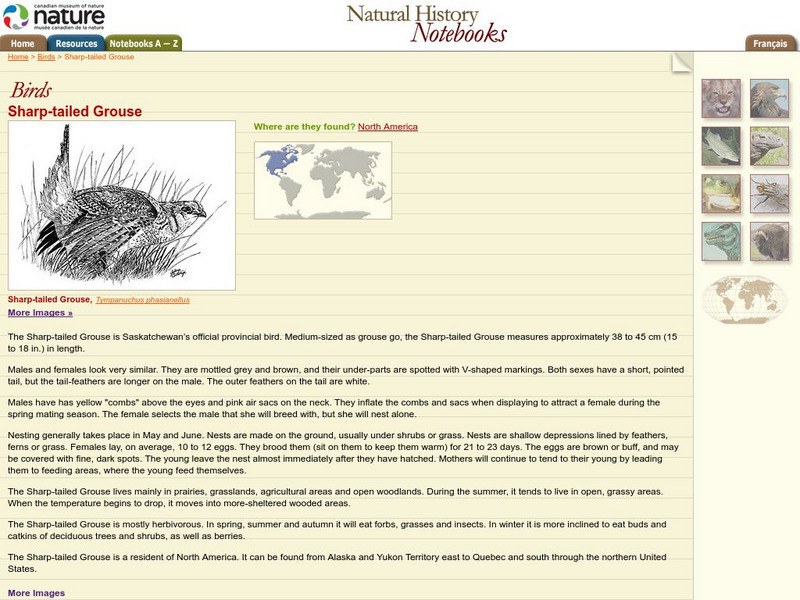 Canadian Museum of Nature: Sharp Tailed Grouse Handout