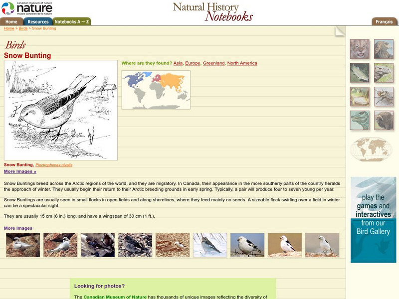 Canadian Museum of Nature: Snow Bunting Handout Canadian Museum of Nature: Snow Bunting Handout