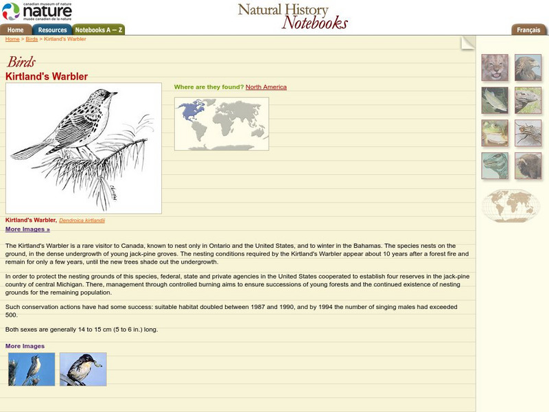 Canadian Museum of Nature: Kirtland's Warbler Handout Canadian Museum of Nature: Kirtland's Warbler Handout