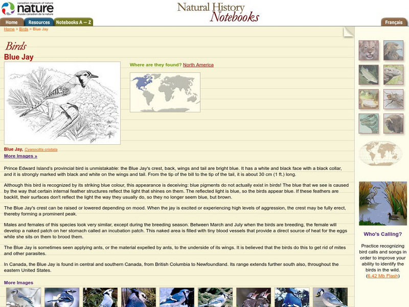 Canadian Museum of Nature: Blue Jay Handout Canadian Museum of Nature: Blue Jay Handout