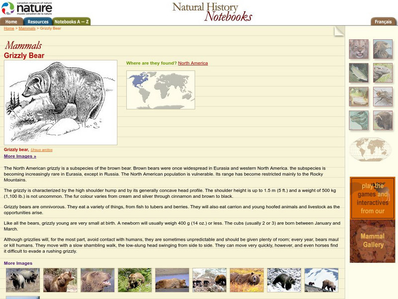 Canadian Museum of Nature: Grizzly Bear Handout Canadian Museum of Nature: Grizzly Bear Handout