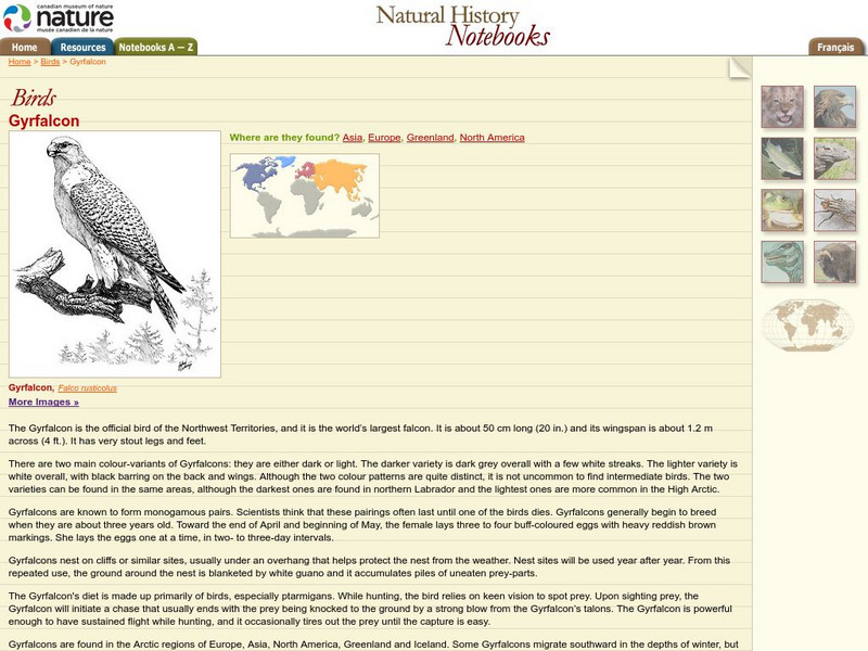 Canadian Museum of Nature: Gyrfalcon Handout