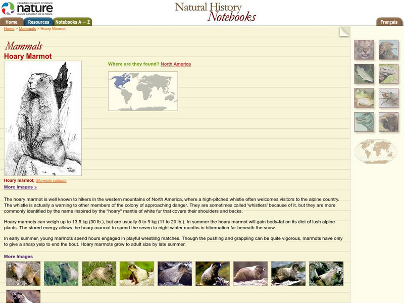 Canadian Museum of Nature: Hoary Marmot Handout