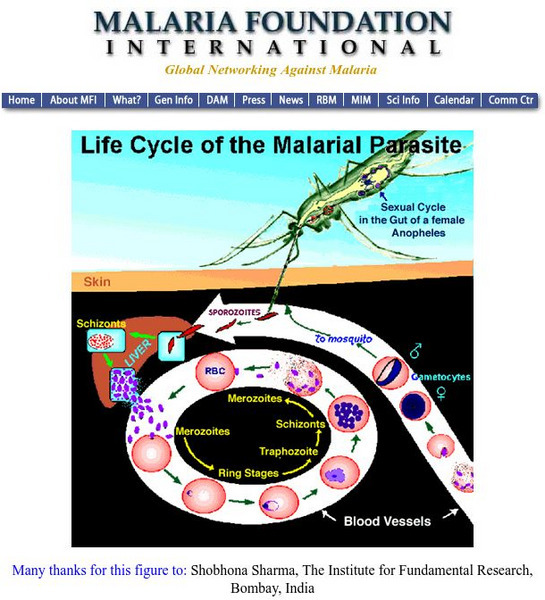 Malaria Foundation International: Life Cycle of the Malaria Parasite Graphic Malaria Foundation International: Life Cycle of the Malaria Parasite Graphic