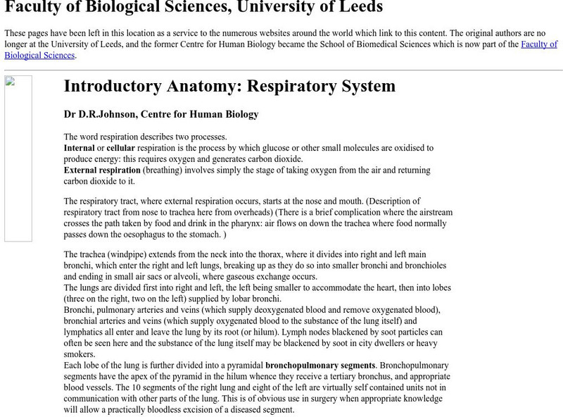Introductory Anatomy: Respiratory System Handout Introductory Anatomy: Respiratory System Handout
