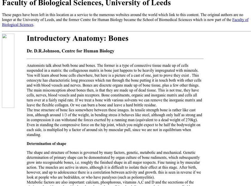 Introductory Anatomy: Bones Handout Introductory Anatomy: Bones Handout