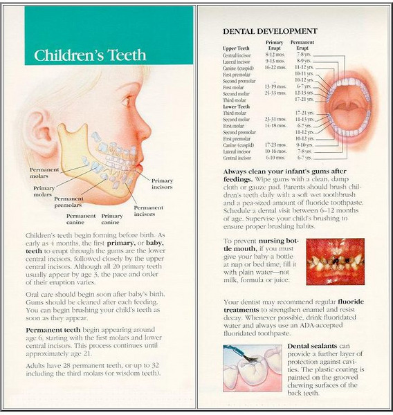Quality Dentistry: Children's Teeth Handout