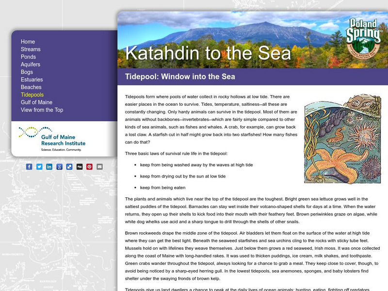 Gulf of Maine Aquarium: Tidepool: Window Into the Sea Handout Gulf of Maine Aquarium: Tidepool: Window Into the Sea Handout