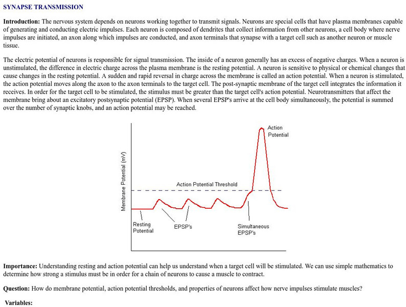 Tiem: Synapse Transmission Handout